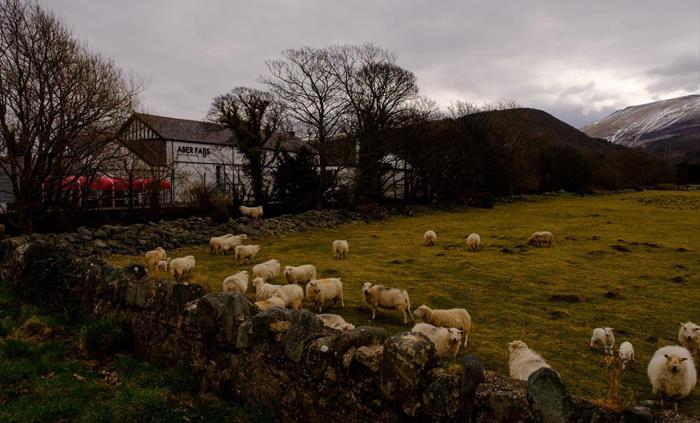Aber Falls Distillery